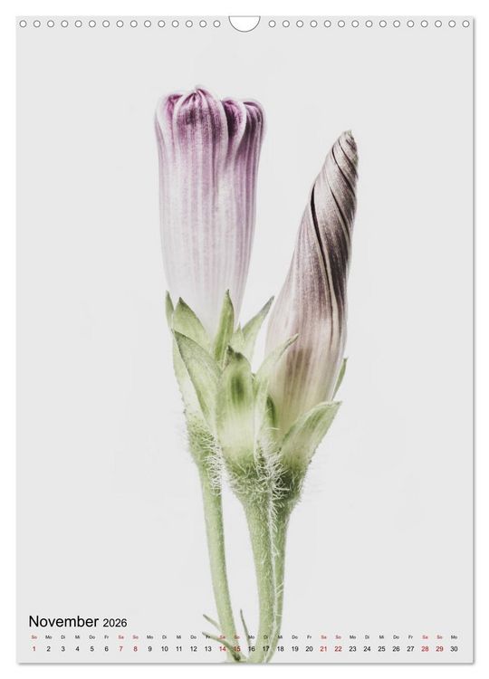 Produktbild: Pure Flowers (Wandkalender 2026 DIN A3 hoch), CALVENDO Monatskalender
