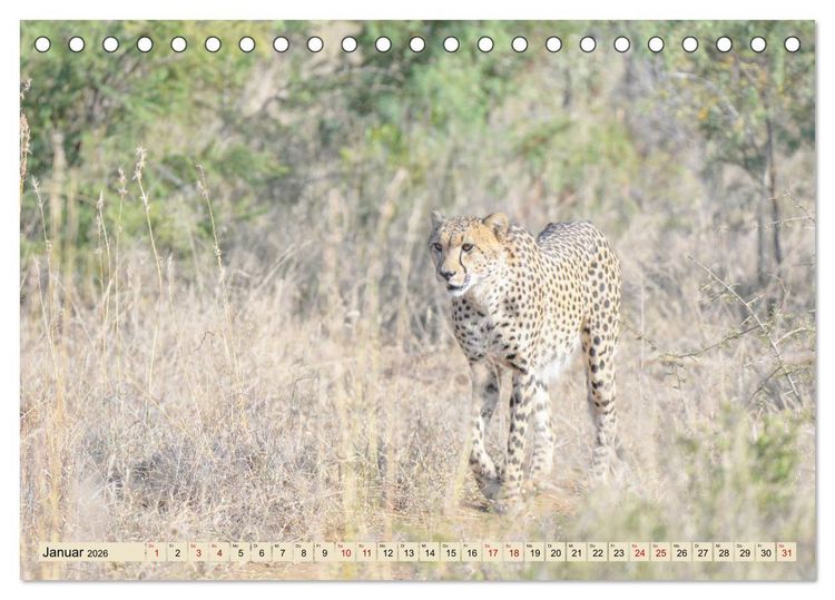Produktbild: Geparden - schnelle J&auml;ger (Tischkalender 2026 DIN A5 quer), CALVENDO Monatskalender