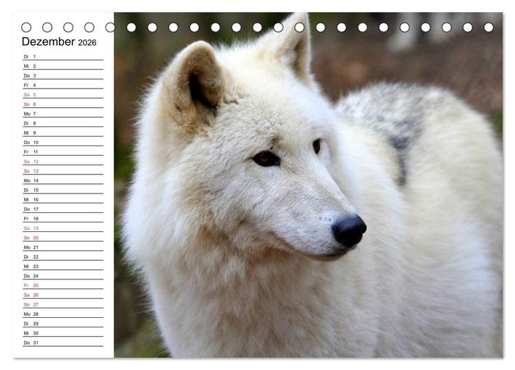 Produktbild: Im Rudel Zuhause - Der Wolf (Tischkalender 2026 DIN A5 quer), CALVENDO Monatskalender