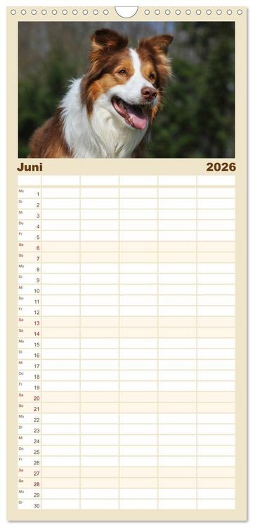 Produktbild: Familienplaner 2026 - Border Collie 2026 mit 5 Spalten (Wandkalender, 21 x 45 cm) CALVENDO