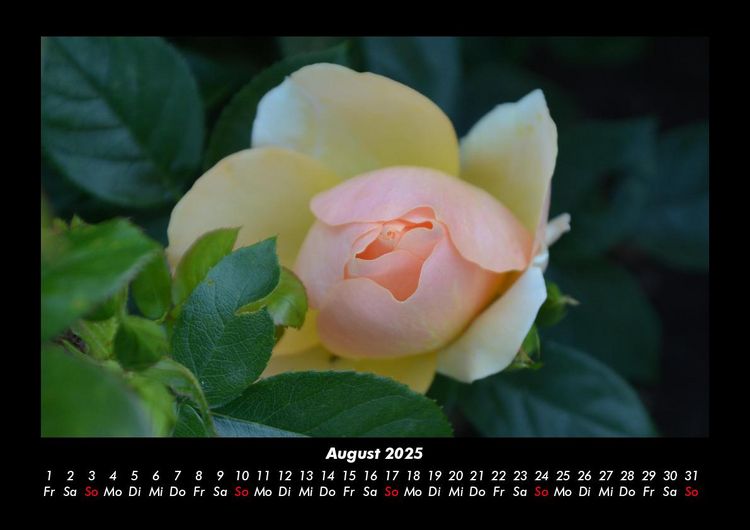 Produktbild: Rosentraum 2025 Fotokalender DIN A3