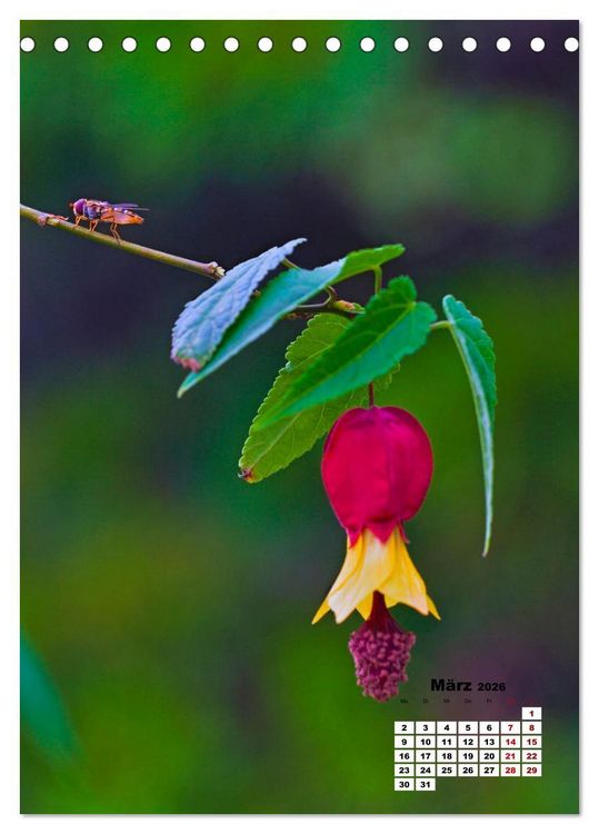 Produktbild: Spa&szlig; mit bunten Bl&uuml;mchen (Tischkalender 2026 DIN A5 hoch), CALVENDO Monatskalender