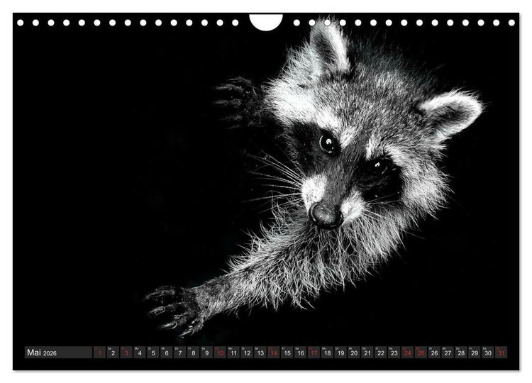 Produktbild: Besuch vom Waschb&auml;r (Wandkalender 2026 DIN A4 quer), CALVENDO Monatskalender