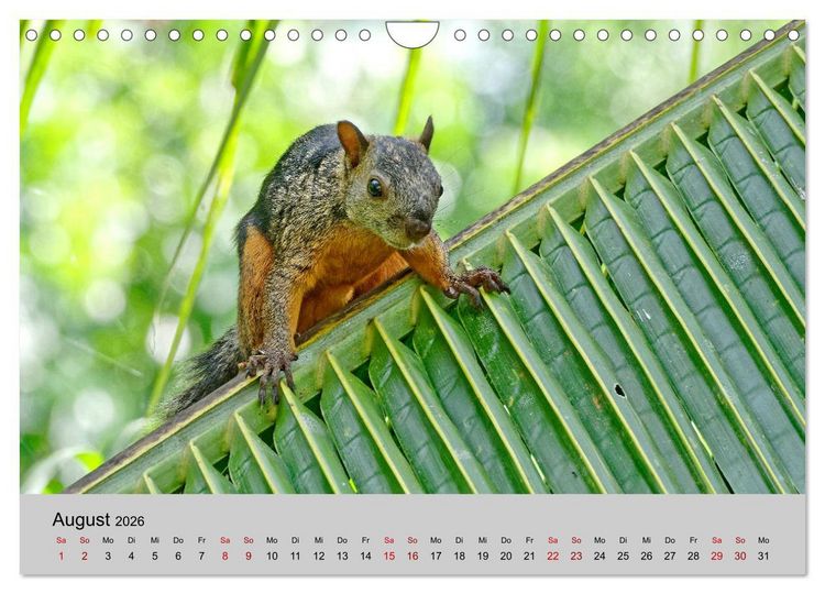 Produktbild: COSTA RICA - Tierische Momente (Wandkalender 2026 DIN A4 quer), CALVENDO Monatskalender