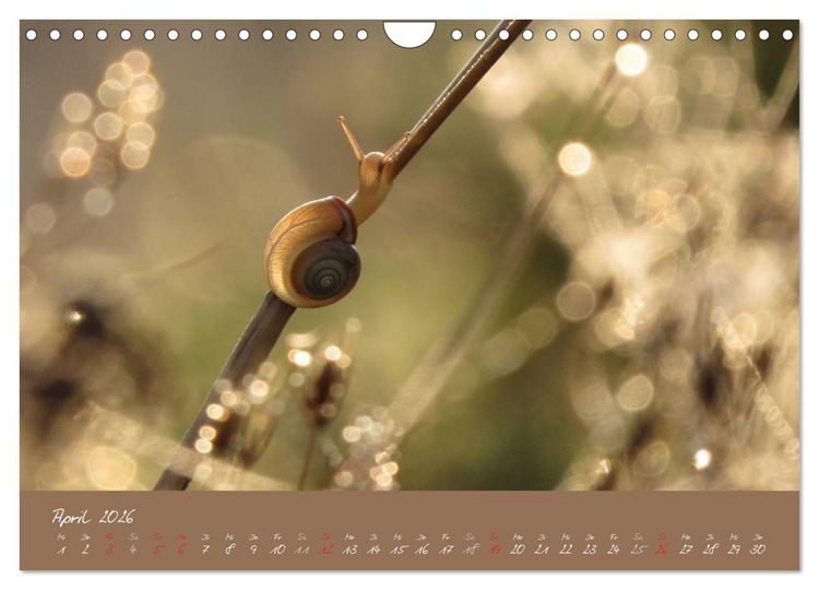 Produktbild: Schneckchen (Wandkalender 2026 DIN A4 quer), CALVENDO Monatskalender