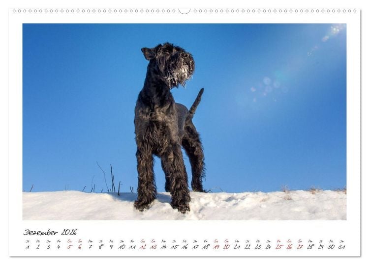 Produktbild: Mit dem Riesenschnauzer durch das Jahr (Wandkalender 2026 DIN A2 quer), CALVENDO Monatskalender