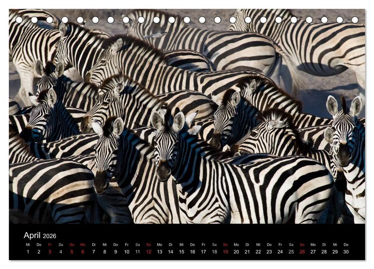 Produktbild: Zebras - Faszination der Streifen (Tischkalender 2026 DIN A5 quer), CALVENDO Monatskalender