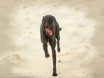 Produktbild: CALVENDO Puzzle Ein Motiv aus dem Kalender Galgo espa&ntilde;ol - Spanische Windhunde in Bewegung | 1000 Teile Lege-Gr&ouml;&szlig;e 64x48cm Foto-Puzzle f&uuml;r gl&uuml;ckliche Stunden