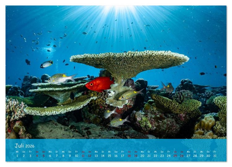 Produktbild: Faszinierende Meereswelt der Malediven (Wandkalender 2026 DIN A4 quer), CALVENDO Monatskalender