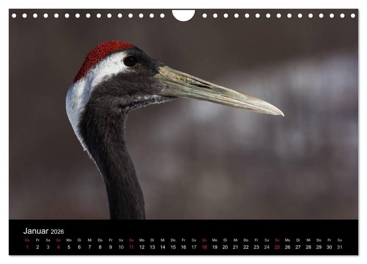 Produktbild: Mandschurenkraniche (Wandkalender 2026 DIN A4 quer), CALVENDO Monatskalender