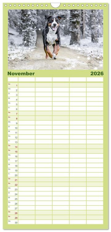 Produktbild: Familienplaner 2026 - Gro&szlig;e Schweizer - Gigantische Sennenhunde mit 5 Spalten (Wandkalender, 21 x 45 cm) CALVENDO