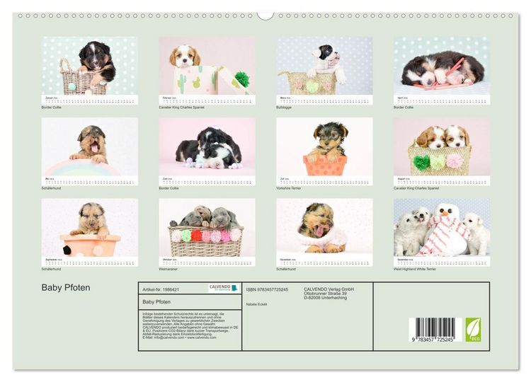 Produktbild: Baby Pfoten (hochwertiger Premium Wandkalender 2026 DIN A2 quer), Kunstdruck in Hochglanz