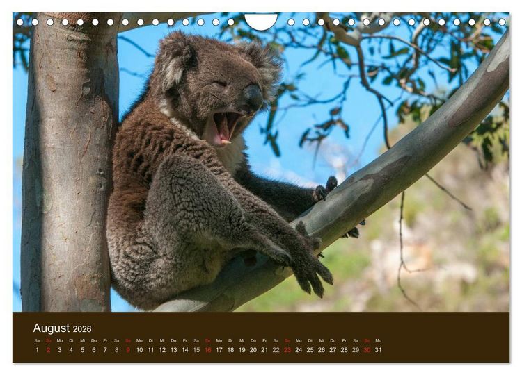 Produktbild: Beuteltiere Australiens (Wandkalender 2026 DIN A4 quer), CALVENDO Monatskalender