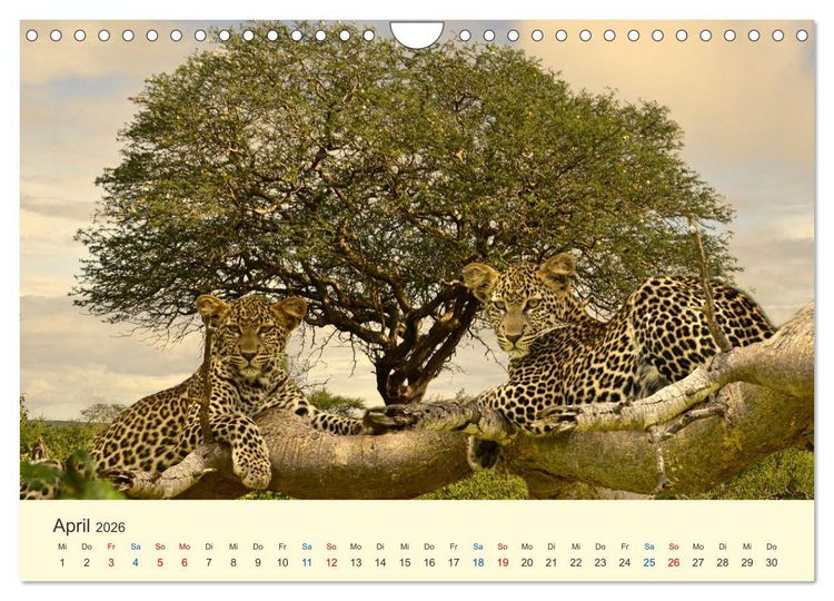 Produktbild: Safari in Kenia (Wandkalender 2026 DIN A4 quer), CALVENDO Monatskalender