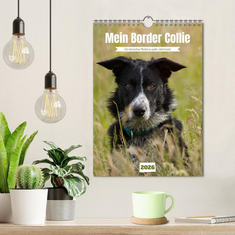 Produktbild: Mein Border Collie (Wandkalender 2026 DIN A4 hoch), CALVENDO Monatskalender