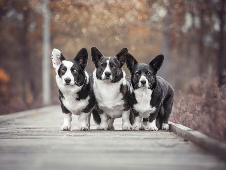 Produktbild: CALVENDO Puzzle Welsh Corgi Trio 1000 Teile Lege-Gr&ouml;&szlig;e 64 x 48 cm Foto-Puzzle Bild von Maria Ahrens