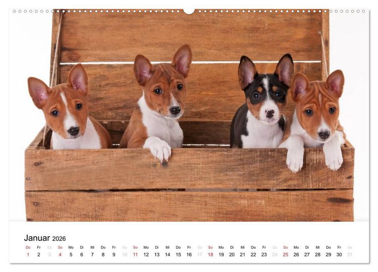 Produktbild: Allerliebste Basenji Welpen 2026 (Wandkalender 2026 DIN A2 quer), CALVENDO Monatskalender