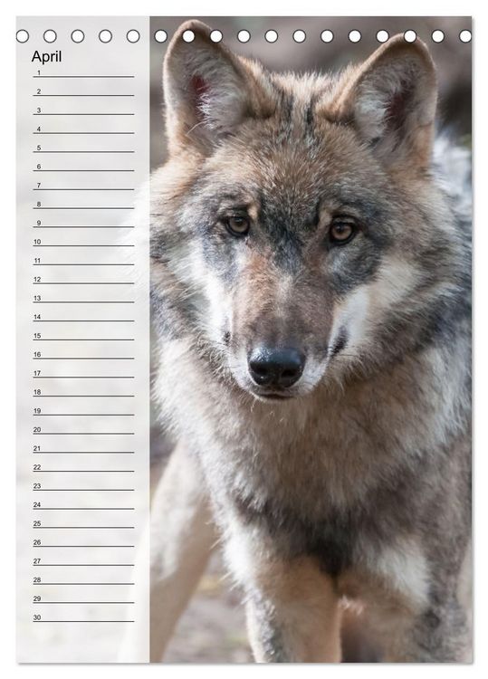 Produktbild: Der Wolf - Isegrim in den heimischen W&auml;ldern - Kalender 2026 (Tischkalender 2026 DIN A5 hoch), CALVENDO Monatskalender