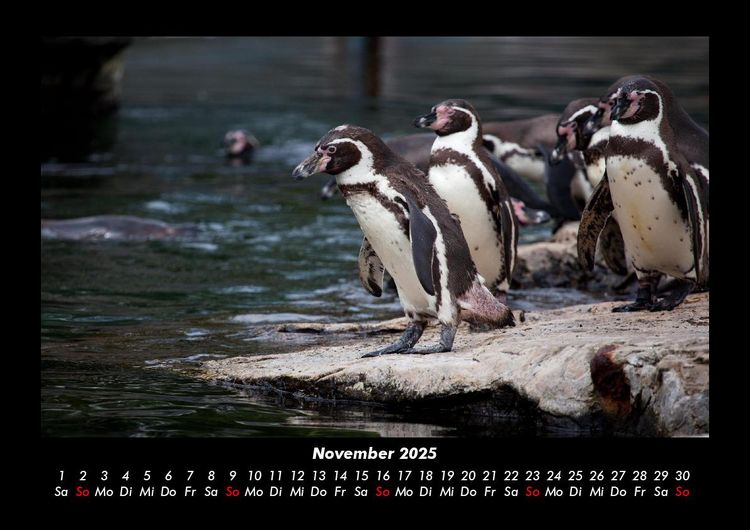 Produktbild: Pinguine & Eisb&auml;ren 2025 Fotokalender DIN A3