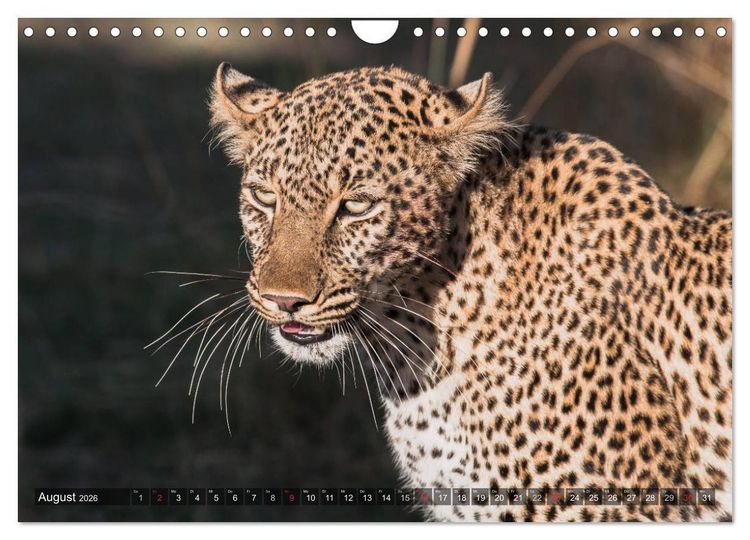 Produktbild: Leoparden - Geheimnisvolle J&auml;ger (Wandkalender 2026 DIN A4 quer), CALVENDO Monatskalender
