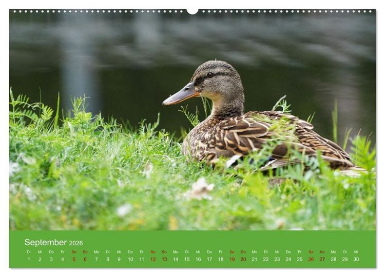 Produktbild: Faszination Enten (hochwertiger Premium Wandkalender 2026 DIN A2 quer), Kunstdruck in Hochglanz