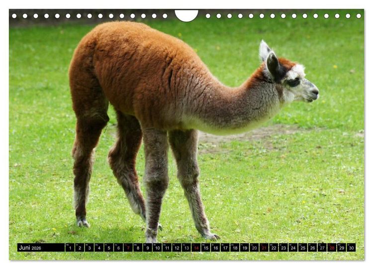 Produktbild: Lama und Alpaka (Wandkalender 2026 DIN A4 quer), CALVENDO Monatskalender