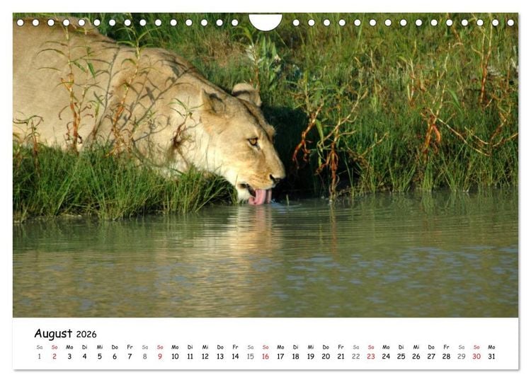 Produktbild: L&ouml;wen Impressionen (Wandkalender 2026 DIN A4 quer), CALVENDO Monatskalender