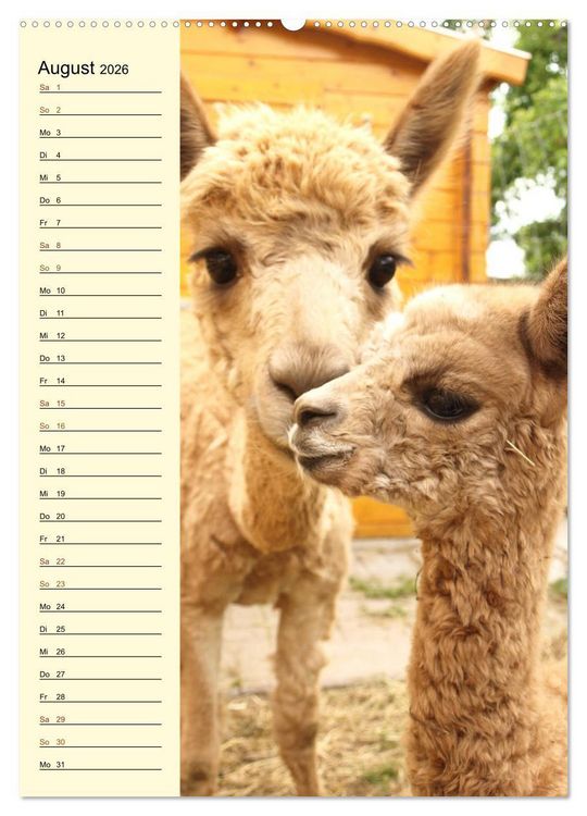 Produktbild: Alpakas zum Knuddeln gerne (hochwertiger Premium Wandkalender 2026 DIN A2 hoch), Kunstdruck in Hochglanz