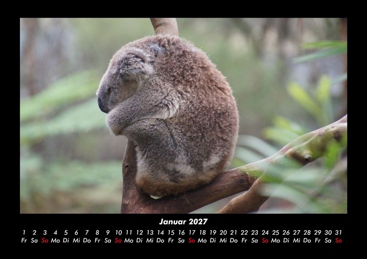 Produktbild: Koala 2027 Fotokalender DIN A3
