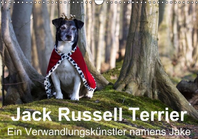 Produktbild: Jack Russell Terrier - Ein Verwandlungsk&uuml;nstler namens Jake / Geburtstagskalender (Wandkalender immerw&auml;hrend DIN A3 quer)