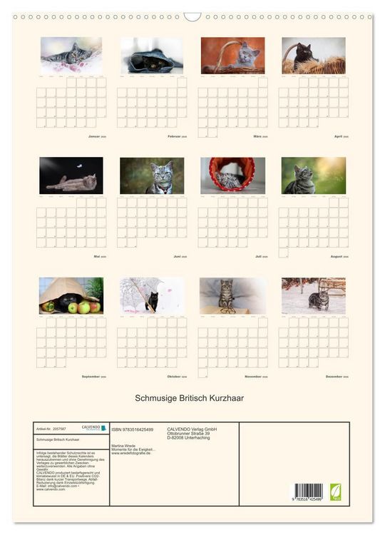 Produktbild: Schmusige Britisch Kurzhaar (Wandkalender 2026 DIN A2 hoch), CALVENDO Monatskalender