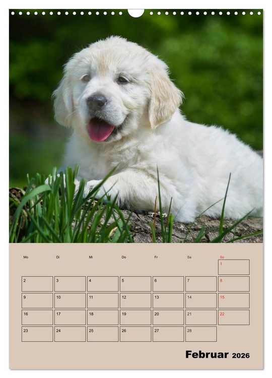 Produktbild: Jahresplaner Golden Retriever Welpen (Wandkalender 2026 DIN A3 hoch), CALVENDO Monatskalender