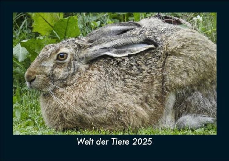 Produktbild: Welt der Tiere 2025 Fotokalender DIN A5
