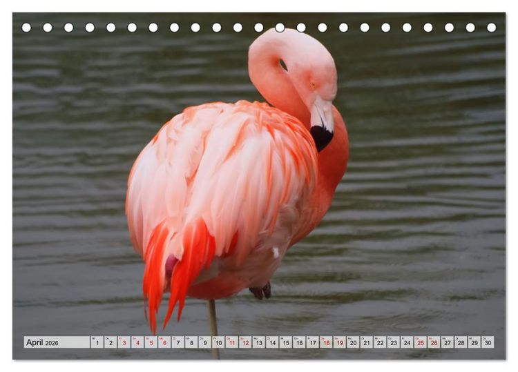 Produktbild: Flamingo Zauber (Tischkalender 2026 DIN A5 quer), CALVENDO Monatskalender