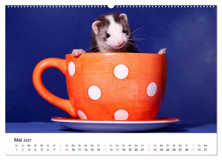 Produktbild: Frettchen - Ferrets (Wandkalender 2027 DIN A2 quer), CALVENDO Monatskalender