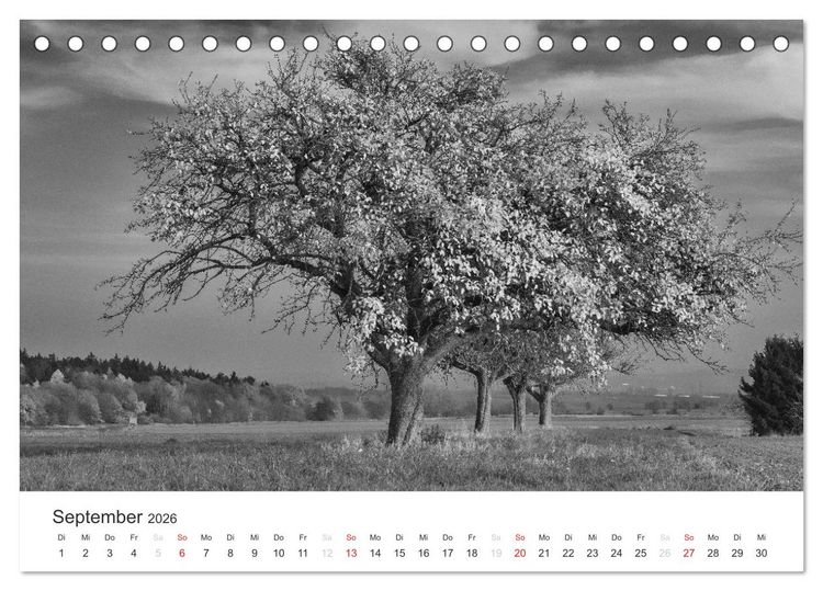 Produktbild: B&auml;ume - Natursch&ouml;nheiten in schwarz-wei&szlig; (Tischkalender 2026 DIN A5 quer), CALVENDO Monatskalender