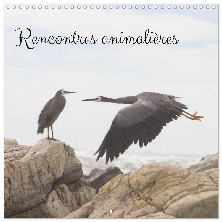 Produktbild: Rencontres animali&egrave;res (Calendrier mural carr&eacute; 2026 30x30 cm) Calendrier double avec une page pour vos prises de notes