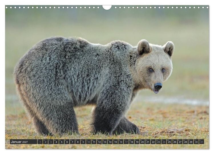 Produktbild: Magie des Augenblicks - B&auml;ren in nordischen W&auml;ldern (Wandkalender 2027 DIN A3 quer), CALVENDO Monatskalender