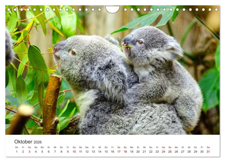 Produktbild: Knuffige Koalab&auml;ren (Wandkalender 2026 DIN A4 quer), CALVENDO Monatskalender