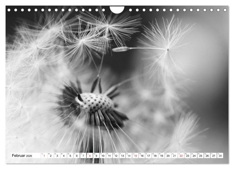 Produktbild: Pusteblumenzauber in schwarzwei&szlig; (Wandkalender 2026 DIN A4 quer), CALVENDO Monatskalender