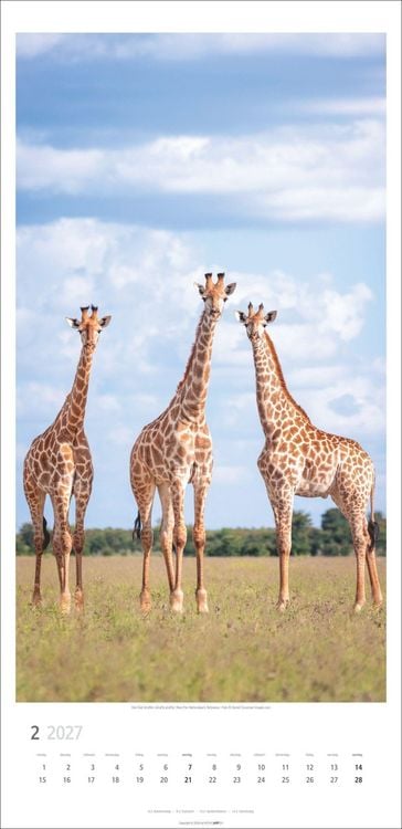 Produktbild: Giraffen Kalender 2027