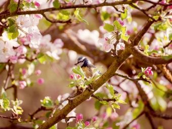 Produktbild: CALVENDO Puzzle Blaumeise im Fr&uuml;hling | 1000 Teile Lege-Gr&ouml;&szlig;e 64x48cm Foto-Puzzle f&uuml;r gl&uuml;ckliche Stunden
