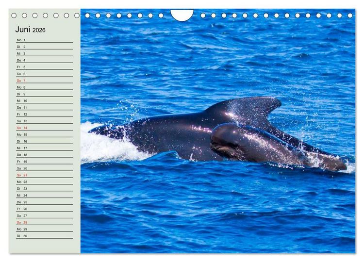 Produktbild: Leben in den Weltmeeren. Delfine, Wale und Haie (Wandkalender 2026 DIN A4 quer), CALVENDO Monatskalender
