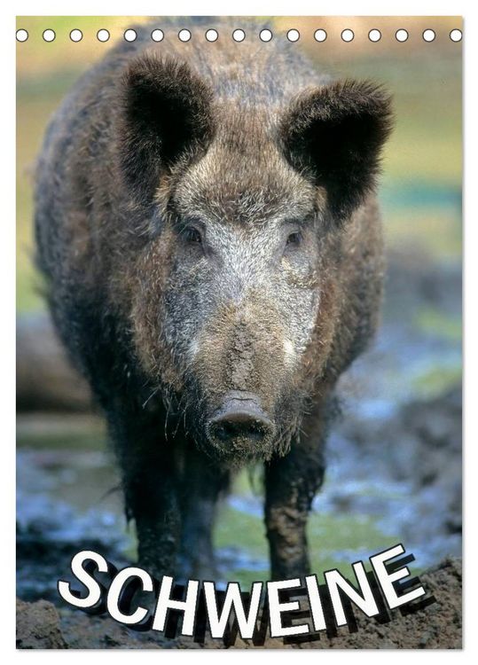 Produktbild: Schweine 2026 (Tischkalender 2026 DIN A5 hoch), CALVENDO Monatskalender