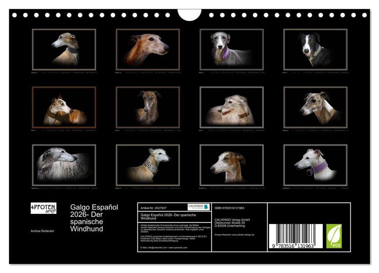 Produktbild: Galgo Espa&ntilde;ol 2026- Der spanische Windhund (Wandkalender 2026 DIN A4 quer), CALVENDO Monatskalender