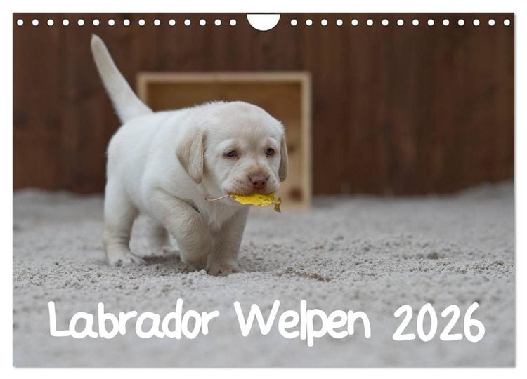 Produktbild: Labrador Welpen (Wandkalender 2026 DIN A4 quer), CALVENDO Monatskalender