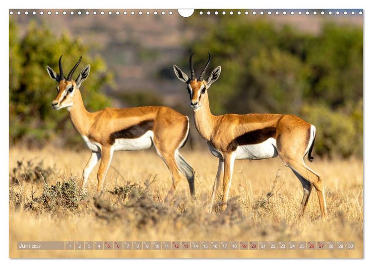 Produktbild: Antilopenzauber (Wandkalender 2027 DIN A3 quer), CALVENDO Monatskalender