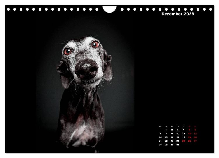 Produktbild: Die Stimme der Windhunde (Wandkalender 2026 DIN A4 quer), CALVENDO Monatskalender