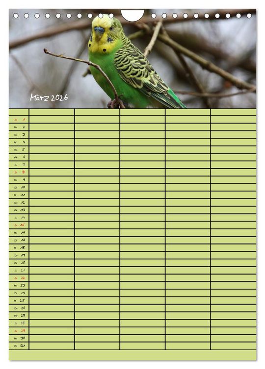 Produktbild: Der Wellensittich-Familienplaner (Wandkalender 2026 DIN A4 hoch), CALVENDO Monatskalender
