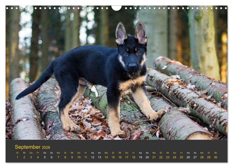 Produktbild: Deutscher Sch&auml;ferhund-Welpe - aus der Ostdeutschen Arbeitslinie (Wandkalender 2026 DIN A3 quer), CALVENDO Monatskalender